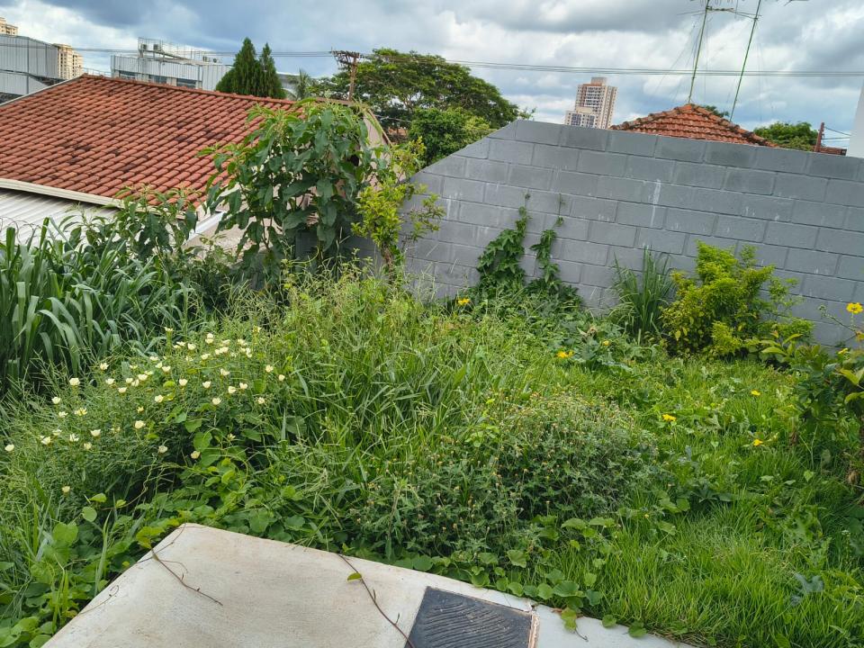 Foto 2 de 6 — ‘Situação é de abandono’: mato alto revolta moradores de postinho de saúde em Araraquara